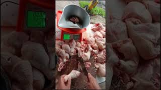 jualanayam pedagangayam penjualayam shortvideo jualayam ayam chicken skills shorts broiler [upl. by Yuht530]