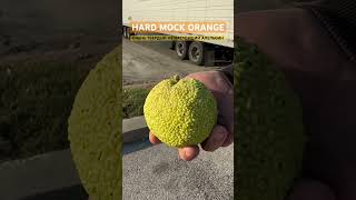 MOCK ORANGE mockorange fakeorange fruit fruits shortvideo shortsvideo shorts short апельсин [upl. by Medin780]