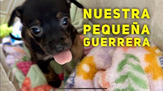 Pequeño angelito guerrero Esta cachorra quiere vivir [upl. by Ellevehs]