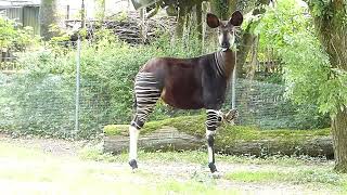 Vacker Okapi Okapi at Copenhagen Zoo Okapia johnstoni Zoologisk Have København [upl. by Jinny]