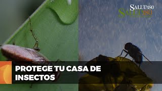 ✅ EVITA que los INSECTOS invadan tu hogar con la lluvia  Salud180 🌿 [upl. by Nady532]