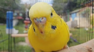 2 Hours of Budgie Best Friends  Mango and Chutney  Singing and Talking Sounds [upl. by Hunter]