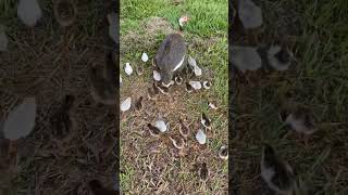 Wow guineafowl mother caring his Chicks [upl. by Tonneson44]