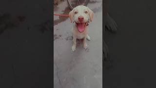 Cute si smile 🥰ll doglover shortvideo cuteanimals [upl. by Poole]