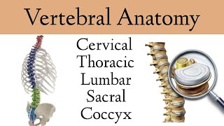 Vertebral Column Anatomy and Bones Cervical Thoracic Lumbar Sacral Spine [upl. by Goldin]