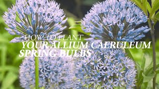 How to plant your Allium Caeruleum Spring Bulbs [upl. by Cenac]