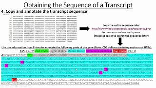 Retrieving Gene amp Promoter Sequences [upl. by Tabber351]