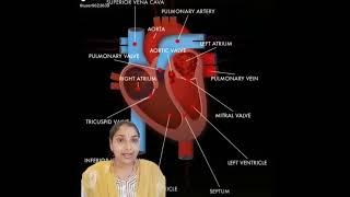 What are oxygenated and deoxygenated bloodpure and impure bloodbiologyscience [upl. by Barnabas870]