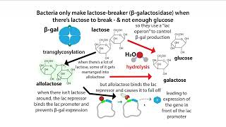 IPTG induction using the lac promoter [upl. by Nuarb287]