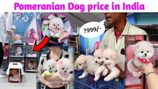 Pomeranian Dog price in India  Teacup dog price in India  Cheapest Dog market in india Rajesh5G [upl. by Eidas184]