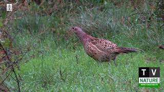 Le faisan en promenade [upl. by Aehs]