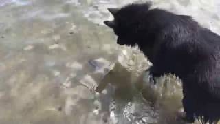 Schipperke dog meets a fish [upl. by Hatcher]