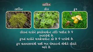 Lichens લાઇકેન Classification of plant Kingdom  11th science biology [upl. by Jaco10]