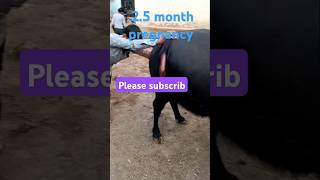 Pregnancy diagnosis 25 months गर्व परीक्षण 💯कसे करेVetCareOfficial animalshorts cow shorts [upl. by Natlus55]