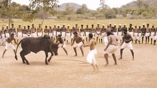 Ferocious Jallikattu Scene from Ilami showing the Intensity of Tradition  2016 Kollywood Movie [upl. by Enilehcim]