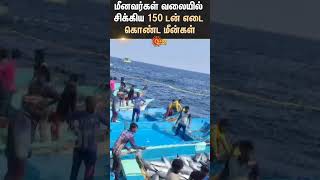 Fisherman  Cuddalore  Fish  Viral Video  Sun News [upl. by Anyad914]