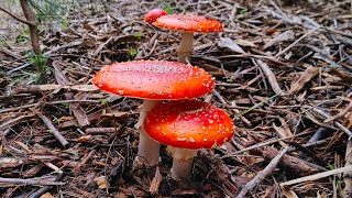 California Mushroom Hunting Cooking and Amanita muscaria Pharmacology [upl. by Guillemette355]