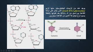 نظم اصلاح المادة الوراثية [upl. by Kleon]