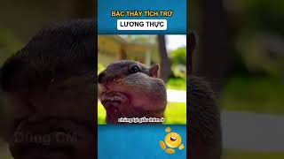 Bậc thầy tích trữ lương thực  Dũng CM [upl. by Aicenev316]