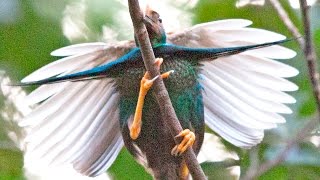 Birdofparadise Standardwing Semioptera wallacii displaying [upl. by Ahsimed606]