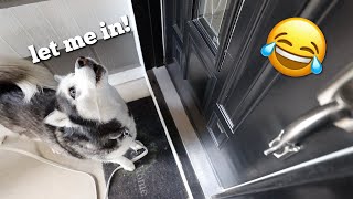 My Huskies React To Their New House [upl. by Lehcnom]