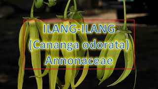 IlangIlang Cananga odorata  Annonaceae  Trees for Urban Spaces  Philippine Native Trees [upl. by Annayoj]