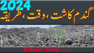 Gandam ki kasht 2024 گندم کی کاشت gandam ki kasht ka tarika gandam ki fasal kisan time کسان ٹائم [upl. by Ardnosak844]