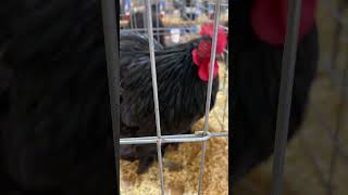 Black Cochins cluckerbooks chickenman chicken cochin bantam poultry exhibitions [upl. by Berners901]