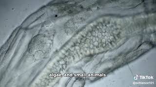 Evolution of Filter Feeding in Marine Organisms [upl. by Aihsyla]