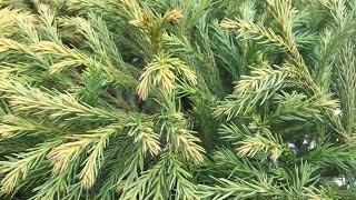 Cryptomeria Japonica ‘Globosa [upl. by Eila81]