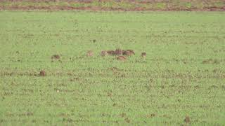 PatrijsPerdix perdixGrey partridge 3 [upl. by Airol]