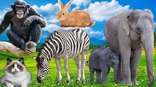 Distinguishing terrestrial animals  Elephant Cat MonkeyRabbit  Animal Sounds [upl. by Sam273]