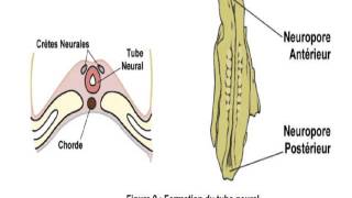 EMBRYOLOGIE La 4 quatrième semaine du développement [upl. by Ahtamas279]