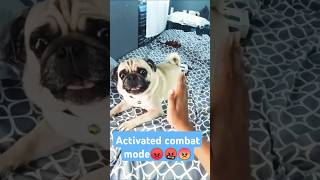 Activated combat mode😡🤬🤬😠trendingshorts puglover pugged viralshorts aggressive doglover [upl. by Sena]