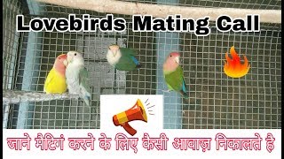 Lovebirds mating call in hindiurdu Uttaranchalbirds [upl. by Occer749]