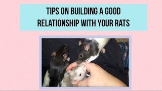 Tips on Building a Good Relationship with your Rats [upl. by Anniroc170]