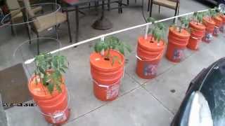 Easy Watering  Self Watering Bucket System  Growing in Buckets [upl. by Erminna]