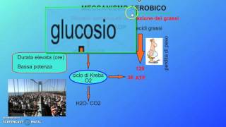 Il metabolismo nellesercizio fisico seconda parte [upl. by Libbna]