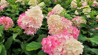 Hydrangea Quick Fire Fab®🌸Panicle Hydrangea  Plus quotTips amp Tricksquot For Deeper Color amp MORE FLOWERS [upl. by Aleel23]