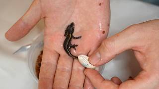 Gecko Hatches in My Hand [upl. by Xella]