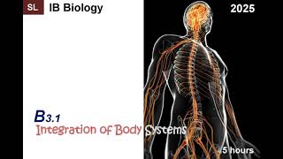 IB Bio 2025 C31 Integration of Body Systems SL  HL Note ib ibbiology biology hormone nerve [upl. by Tab]