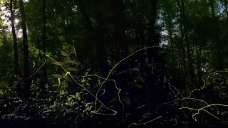 Great Smoky Fireflies in VR [upl. by Hirst714]