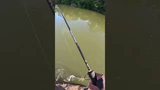 Um peixe de grandes dentes muito esportivo Pirandirá 🎣 pescaria pesca fishingvideo pescador [upl. by Garrik578]