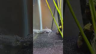 Pictus Catfish Eating Pellets [upl. by Oiramd]