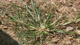 Goosegrass – Garden Notes [upl. by Sinnard863]