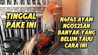 CARA MENGATASI BADAN AYAM YANG MUDAH PANAS DAN NAFAS NGOSNGOSAN [upl. by Ranee]