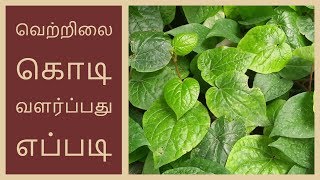 வெற்றிலை கொடி வளர்ப்பது எப்படி  How to Grow betel Leaf in tamil [upl. by Assennav]