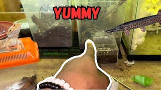 Feeding GIANT Hissing Cockroaches to My Hungry Pets [upl. by Freddy905]