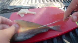 The quickest and easiest way to fillet a perch ribless fillet [upl. by Flossie301]