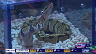 Reptile Expo 2024 comes to Altoona [upl. by Anatlus]